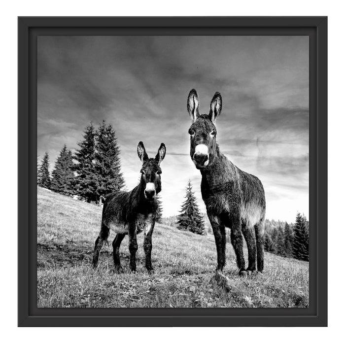 Pixxprint Esel auf Wiese in der Dämmerung, Monochrome, im Schwebe-Effekt Bilderrahmen Fabrikpreis
