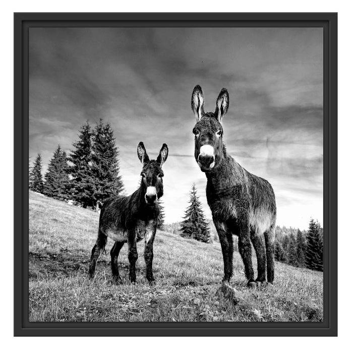 Pixxprint Esel auf Wiese in der Dämmerung, Monochrome, im Schwebe-Effekt Bilderrahmen Fabrikpreis