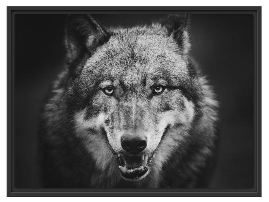 Pixxprint Nahaufnahme Wolf mit offener Schnauze, Monochrome, im Schwebe-Effekt Bilderrahmen Rabatt