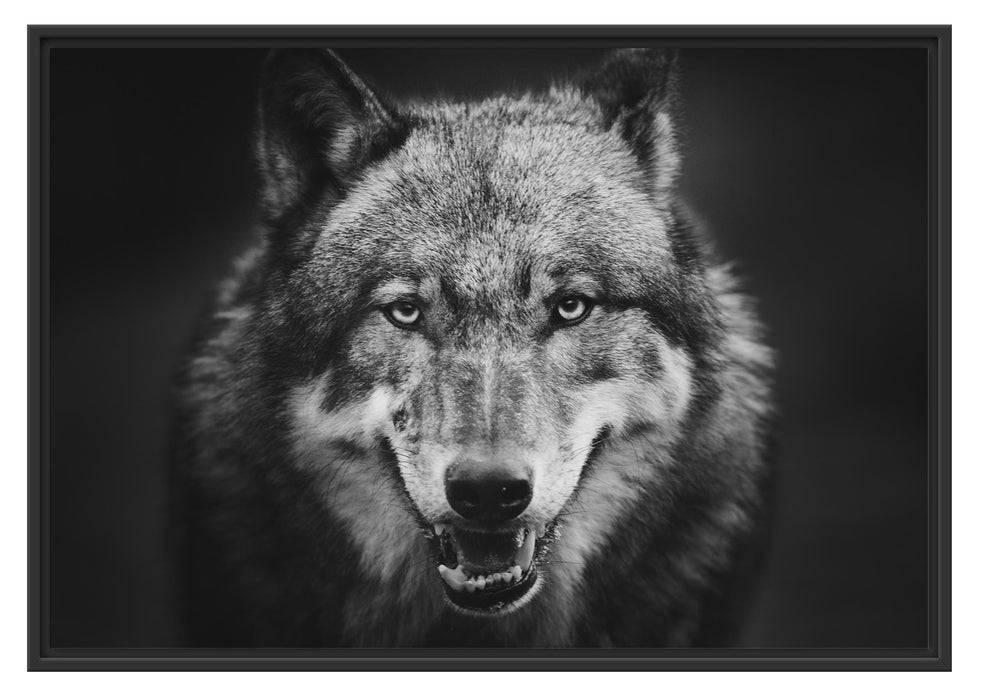 Pixxprint Nahaufnahme Wolf mit offener Schnauze, Monochrome, im Schwebe-Effekt Bilderrahmen Rabatt