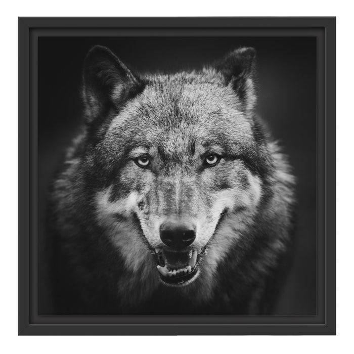 Pixxprint Nahaufnahme Wolf mit offener Schnauze, Monochrome, im Schwebe-Effekt Bilderrahmen Rabatt