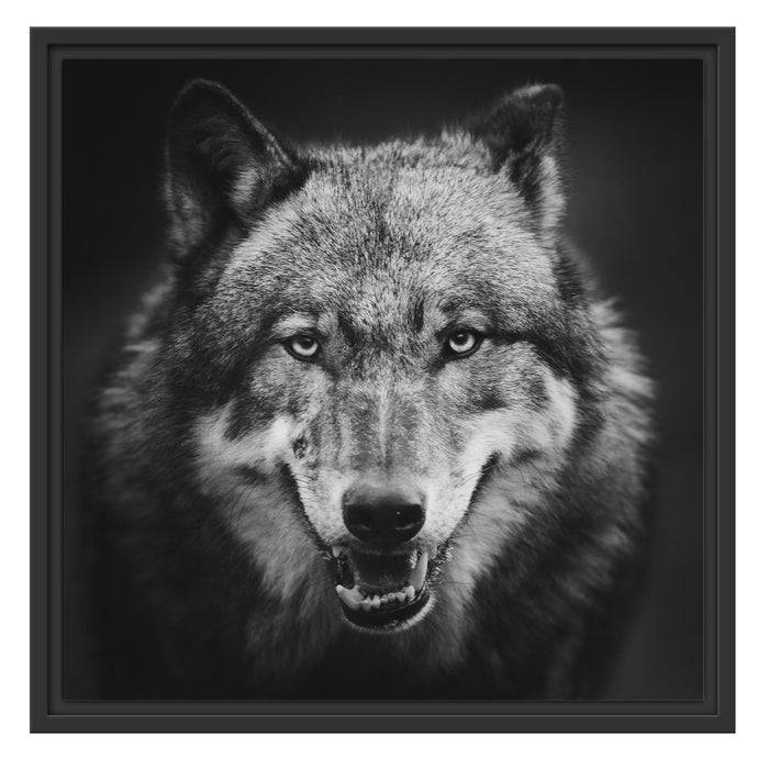 Pixxprint Nahaufnahme Wolf mit offener Schnauze, Monochrome, im Schwebe-Effekt Bilderrahmen Rabatt