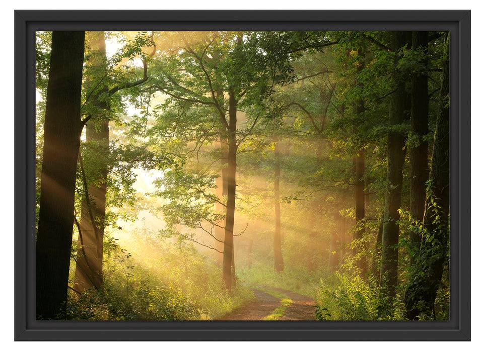 Pixxprint Waldweg, im Schwebe-Effekt Bilderrahmen Muttertagsangebot