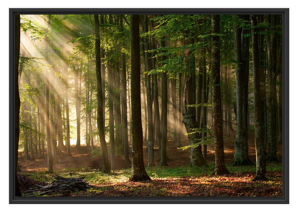 Pixxprint Bäume im Licht, im Schwebe-Effekt Bilderrahmen Jubiläumsangebot
