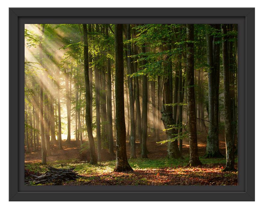 Pixxprint Bäume im Licht, im Schwebe-Effekt Bilderrahmen Jubiläumsangebot
