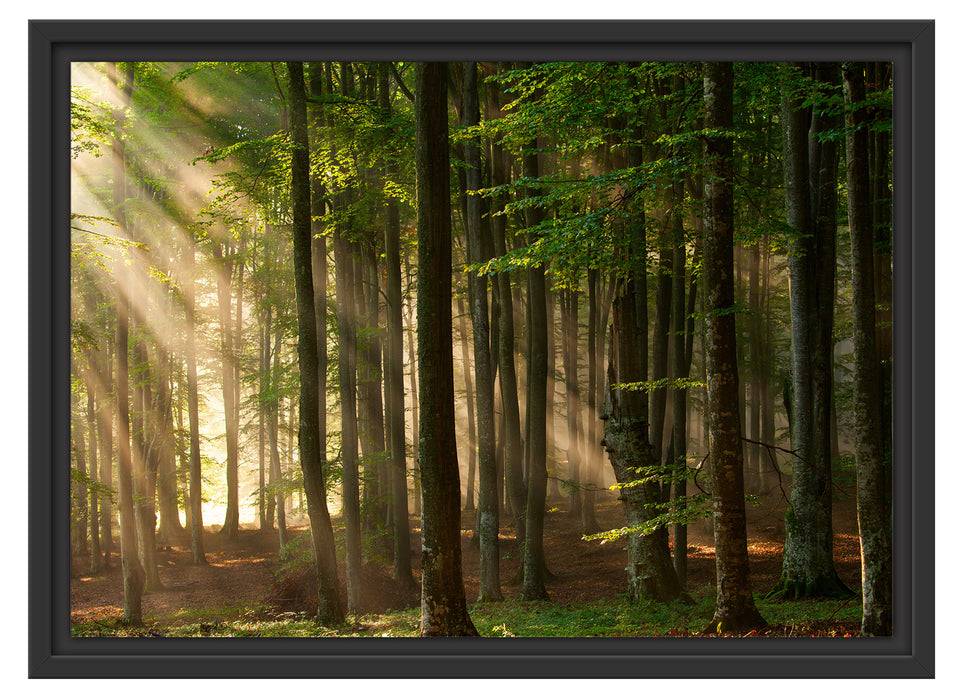Pixxprint Bäume im Licht, im Schwebe-Effekt Bilderrahmen Jubiläumsangebot