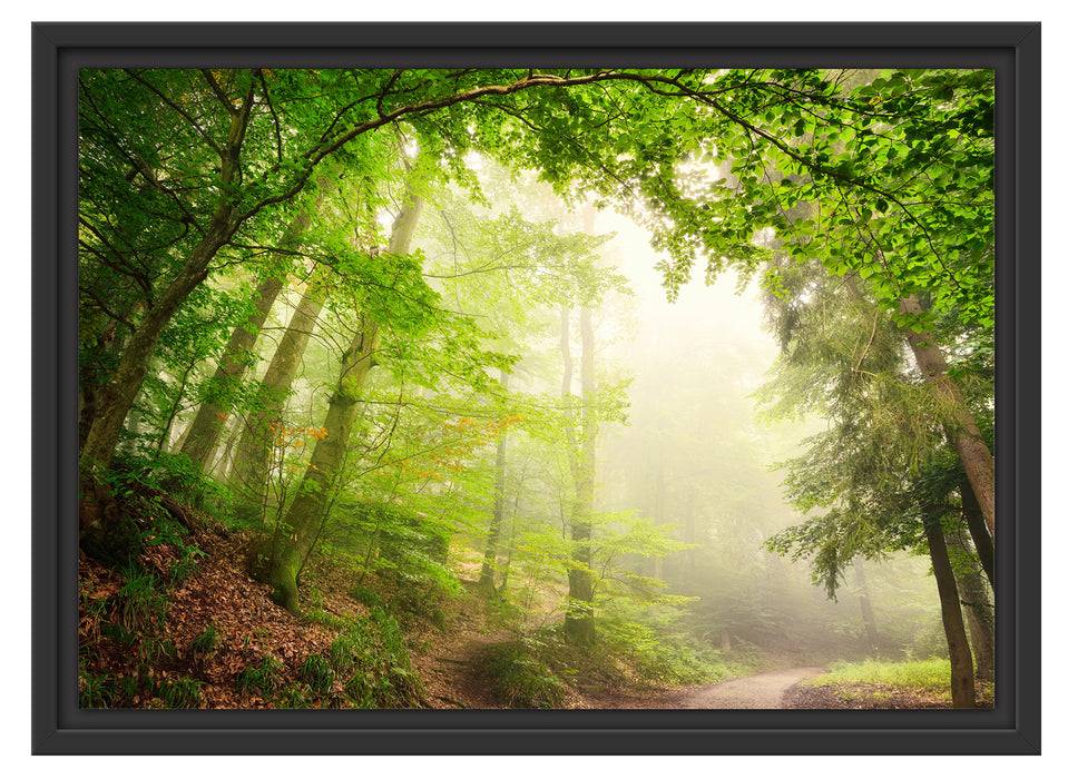 Pixxprint Sonnenstrahlen Waldweg, im Schwebe-Effekt Bilderrahmen Heißer Verkauf