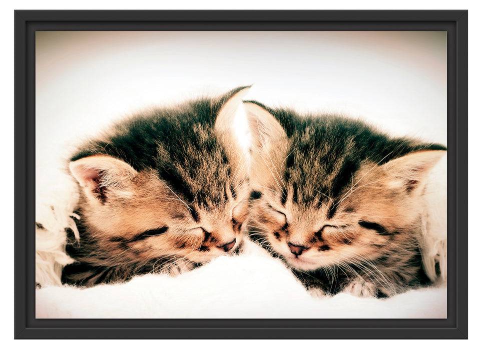 Pixxprint Katzen Herzform, im Schwebe-Effekt Bilderrahmen Online Outlet