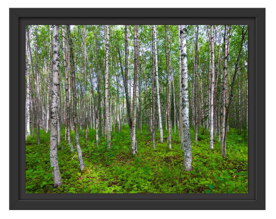 Pixxprint Birkenwald, im Schwebe-Effekt Bilderrahmen Neuheiten
