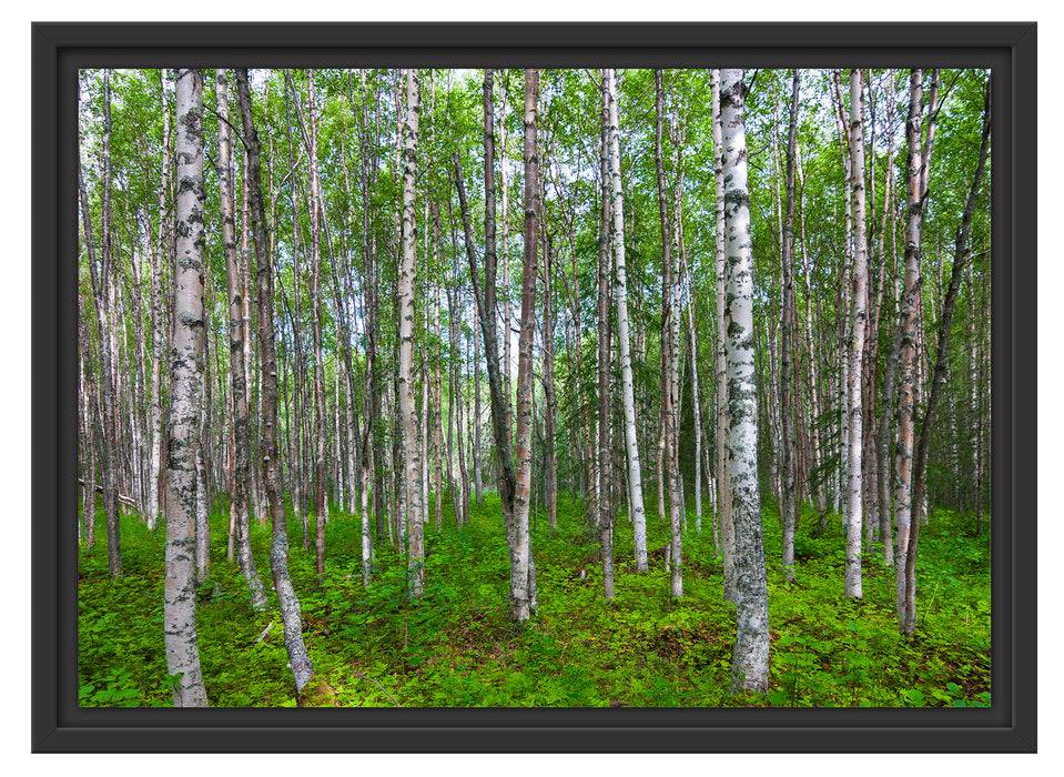 Pixxprint Birkenwald, im Schwebe-Effekt Bilderrahmen Neuheiten