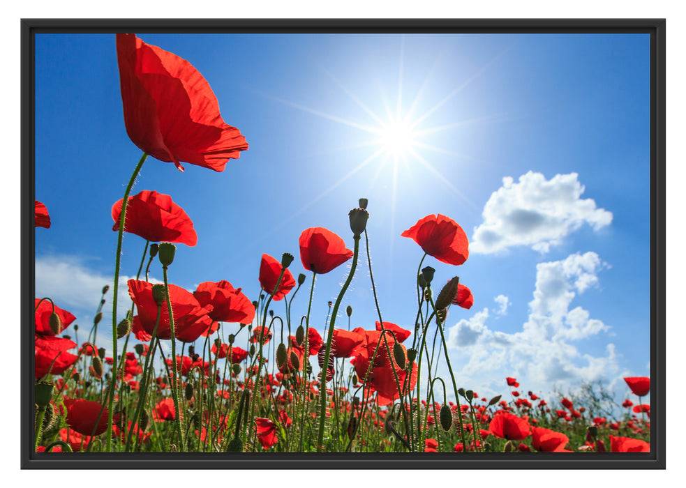 Pixxprint Mohnblumen, im Schwebe-Effekt Bilderrahmen