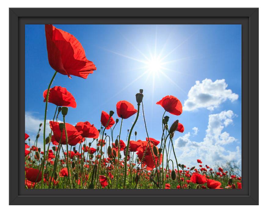 Pixxprint Mohnblumen, im Schwebe-Effekt Bilderrahmen Kostenlose Rückgabe