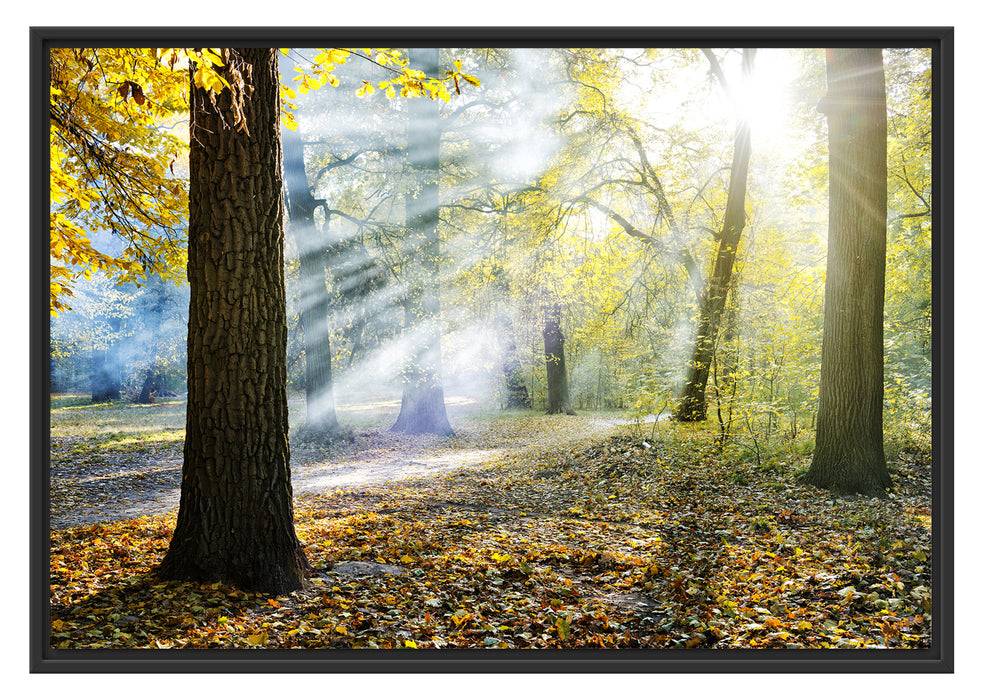 Pixxprint Sonnenstrahlen im Wald, im Schwebe-Effekt Bilderrahmen