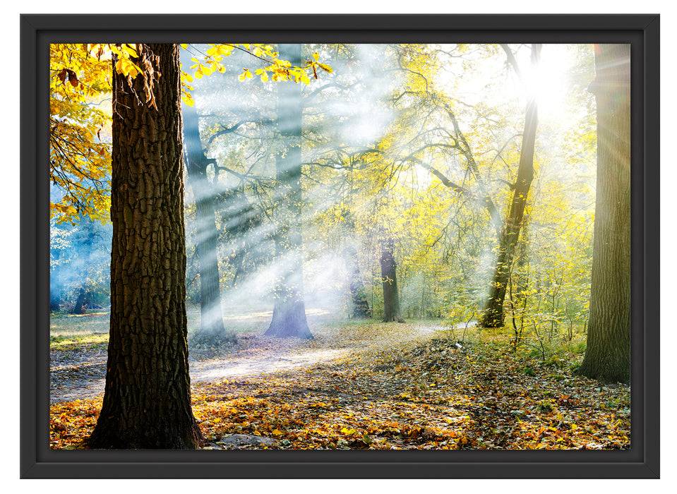 Pixxprint Sonnenstrahlen im Wald, im Schwebe-Effekt Bilderrahmen Neueste Stile