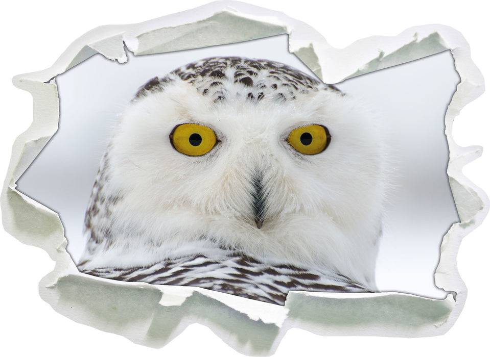 Pixxprint Wachsame Schnee Eule, 3D Wandtattoo Sonderangebot der Fabrik