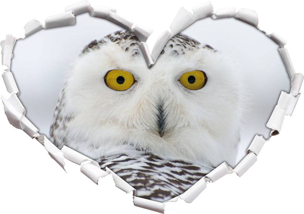 Pixxprint Wachsame Schnee Eule, 3D Wandtattoo Sonderangebot der Fabrik