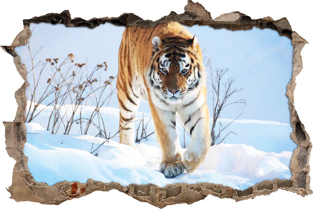 Pixxprint Stolzer Tiger im Schnee, 3D Wandtattoo