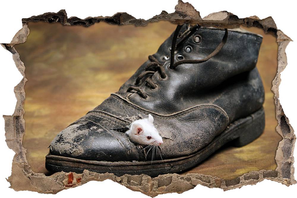 Pixxprint Maus in schwarzem Schuh, 3D Wandtattoo Rabatte dieses Monats