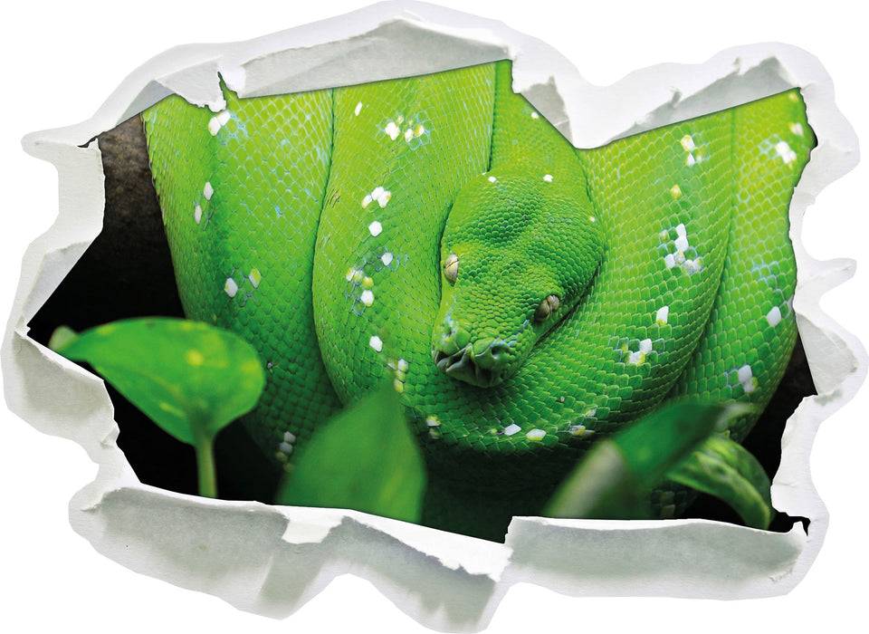 Pixxprint Grüne elegante Schlange, 3D Wandtattoo Outlet
