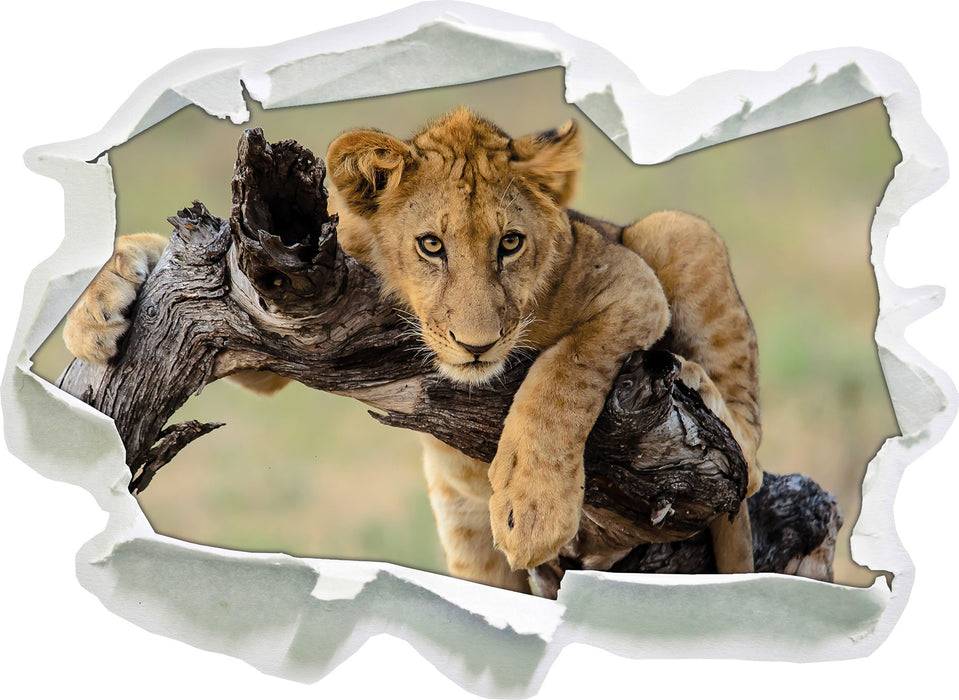 Pixxprint Junger Löwe in der Natur, 3D Wandtattoo im Angebot