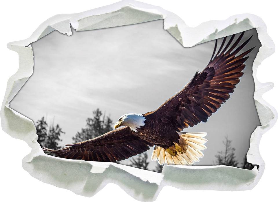 Pixxprint großer fliegender Adler, 3D Wandtattoo Meist gekauft