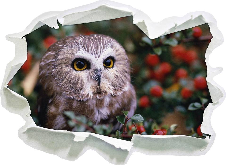 Pixxprint Eule im Vogelbeerenstrauch, 3D Wandtattoo Großer Ausverkauf