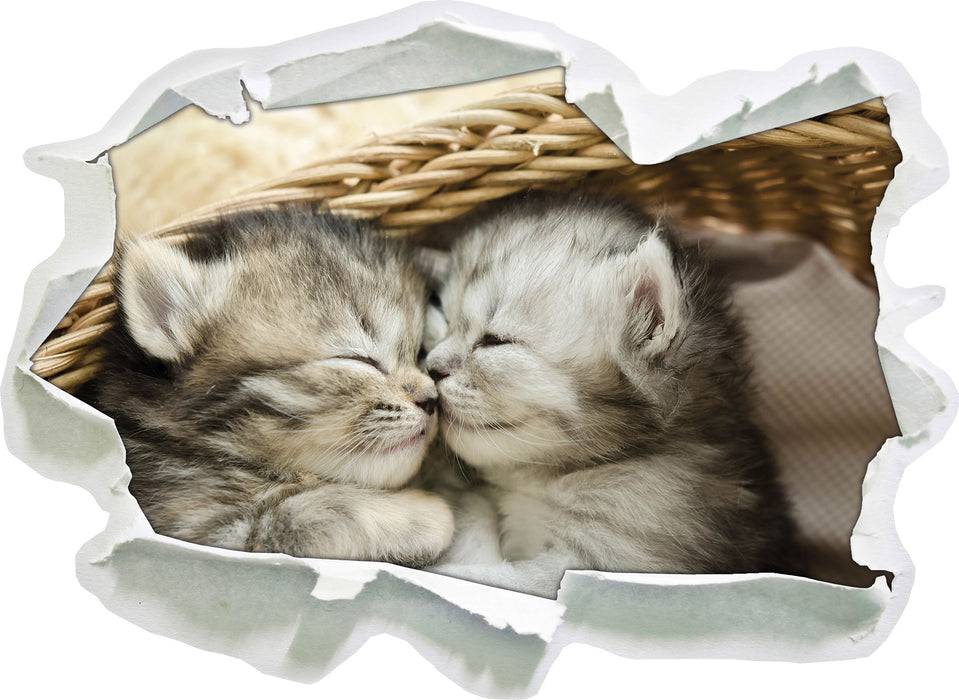 Pixxprint Baby Katze, 3D Wandtattoo Exklusivangebot