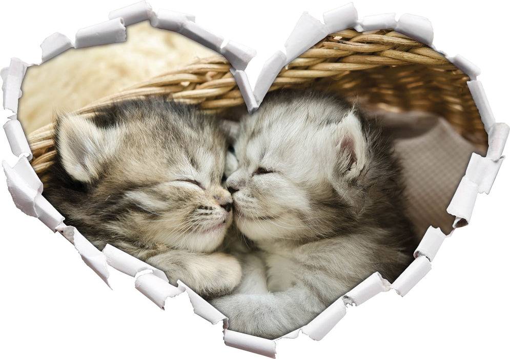 Pixxprint Baby Katze, 3D Wandtattoo Exklusivangebot