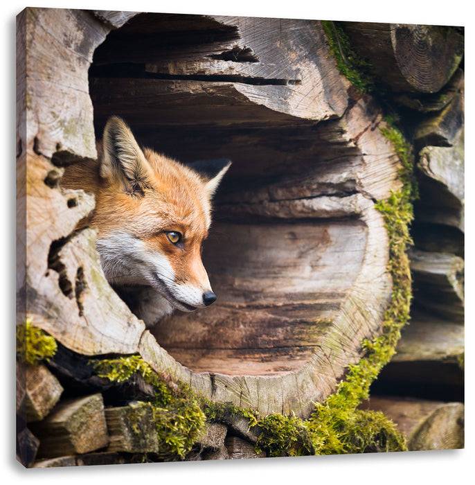 Pixxprint Fuchs im Baumstamm, Leinwandbild JETZT KAUFEN