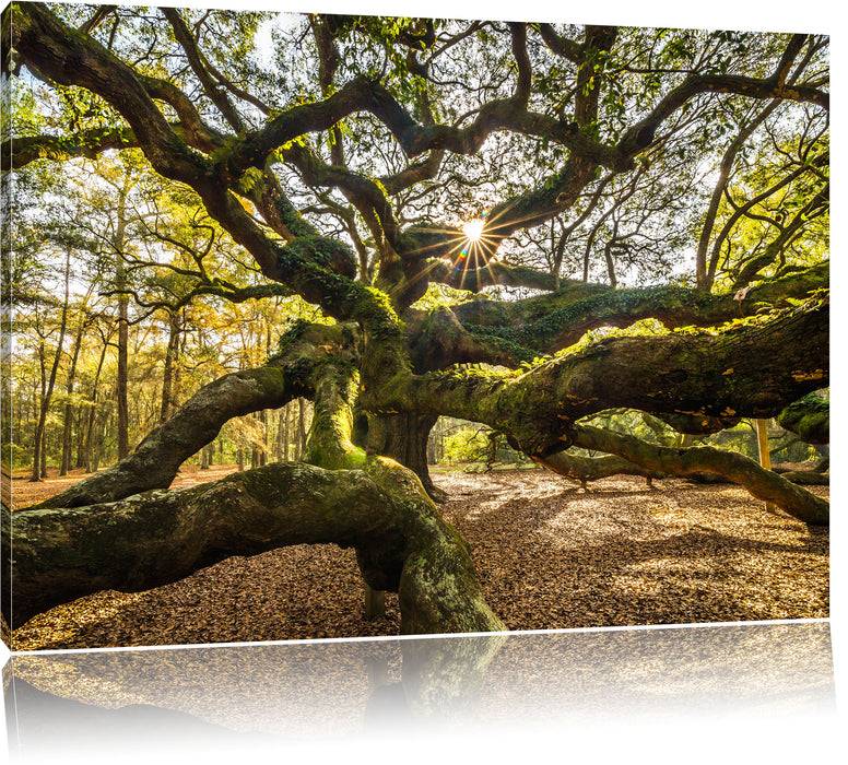 Pixxprint gigantisch verzweigter Baum, Leinwandbild Super Rabatt