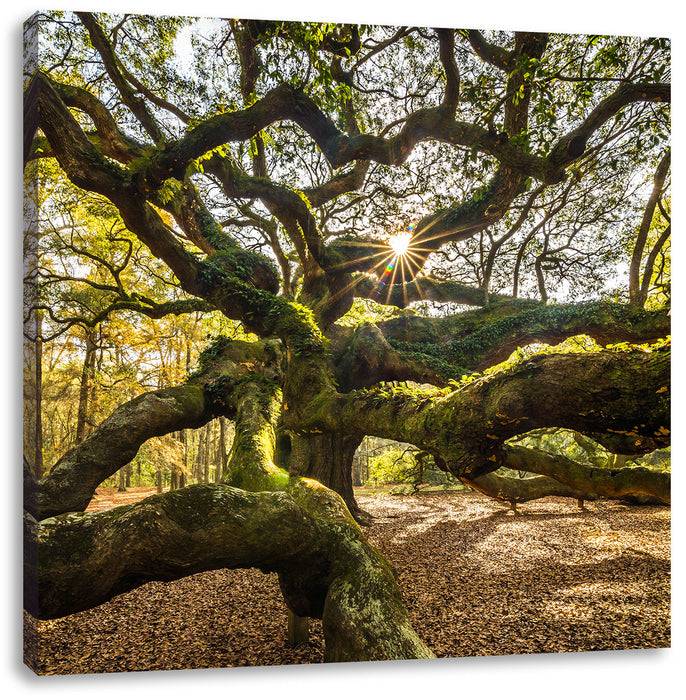Pixxprint gigantisch verzweigter Baum, Leinwandbild Super Rabatt