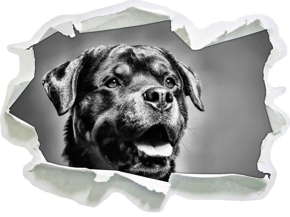 Pixxprint Treuer Rottweiler, 3D Wandtattoo Begrenzt auf 3 Tage