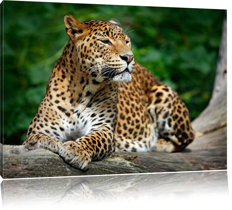 Pixxprint Wunderschöner Leopard in der Natur, Leinwandbild Neueste Mode