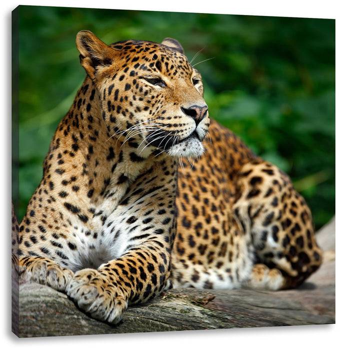 Pixxprint Wunderschöner Leopard in der Natur, Leinwandbild Neueste Mode