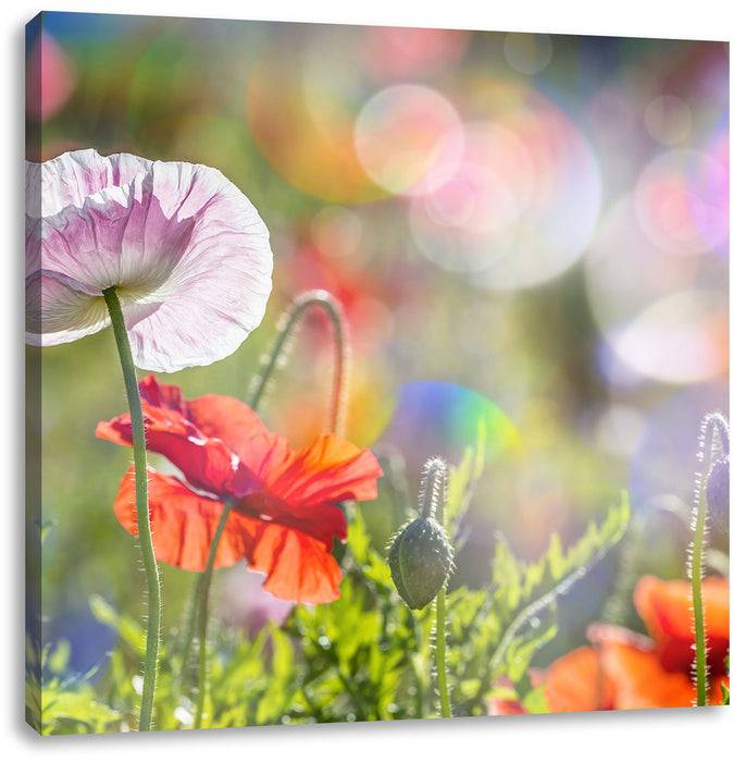 Pixxprint Kalifornischer Mohn Frühling, Leinwandbild Online Outlet