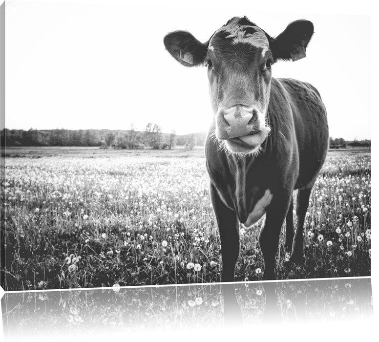 Pixxprint Kuh auf Wiese B&W, Leinwandbild Bestseller