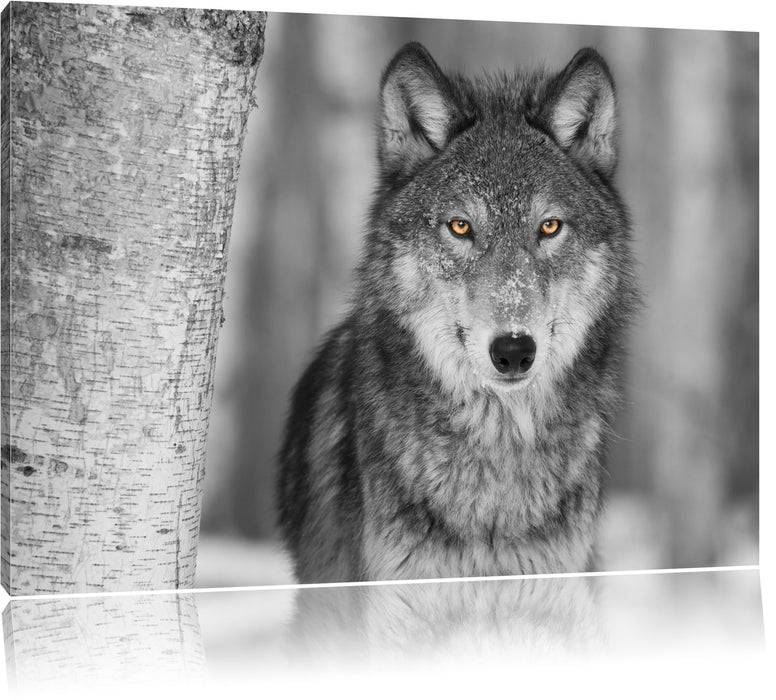 Pixxprint wunderschöner wachsamer Wolf, Leinwandbild Saisonale Angebote