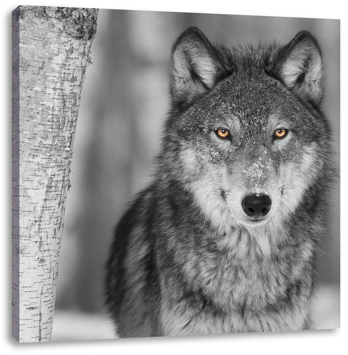 Pixxprint wunderschöner wachsamer Wolf, Leinwandbild Saisonale Angebote