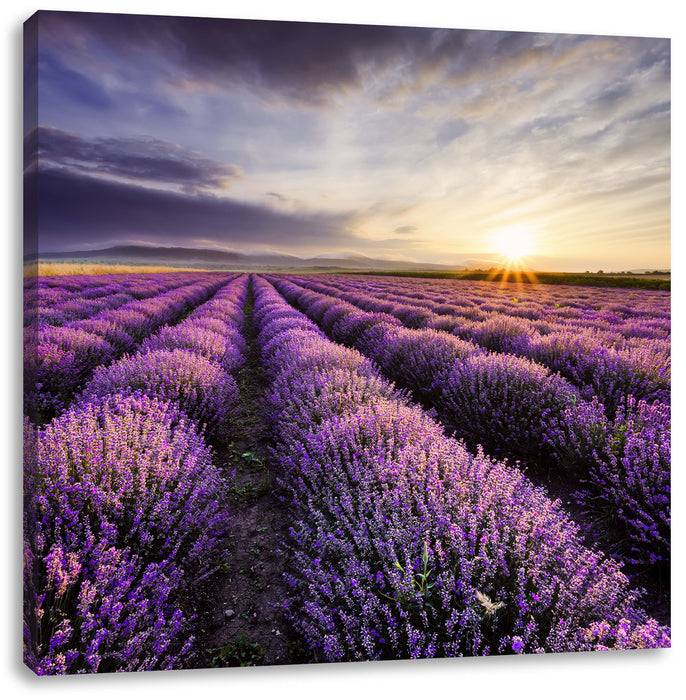 Pixxprint Lavendel Provence Landschaft, Leinwandbild Kostenlose Rückgabe