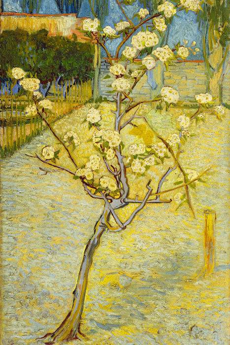 Pixxprint Vincent Van Gogh - Blühender kleiner Birnenbaum , Glasbild Black Friday Preise