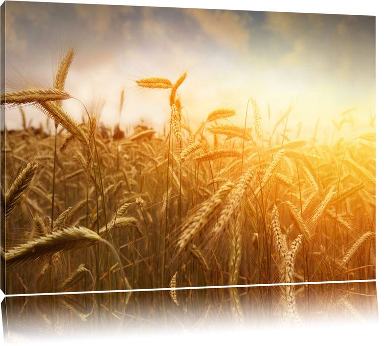 Pixxprint Getreide im Sonnenlicht, Leinwandbild 2025