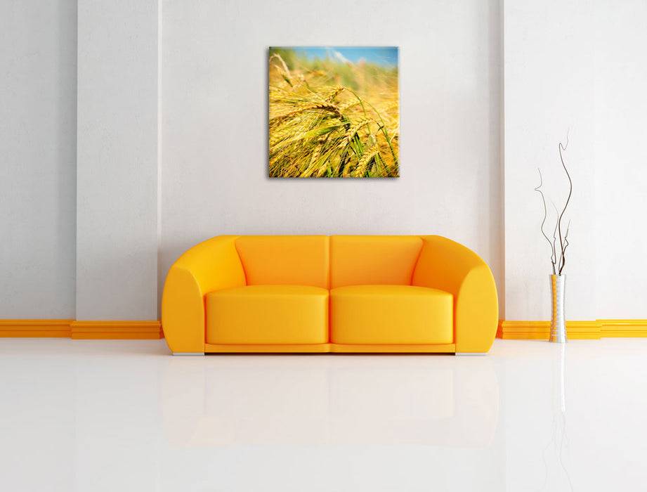 Pixxprint Goldene Getreide Ären, Leinwandbild Verkauf