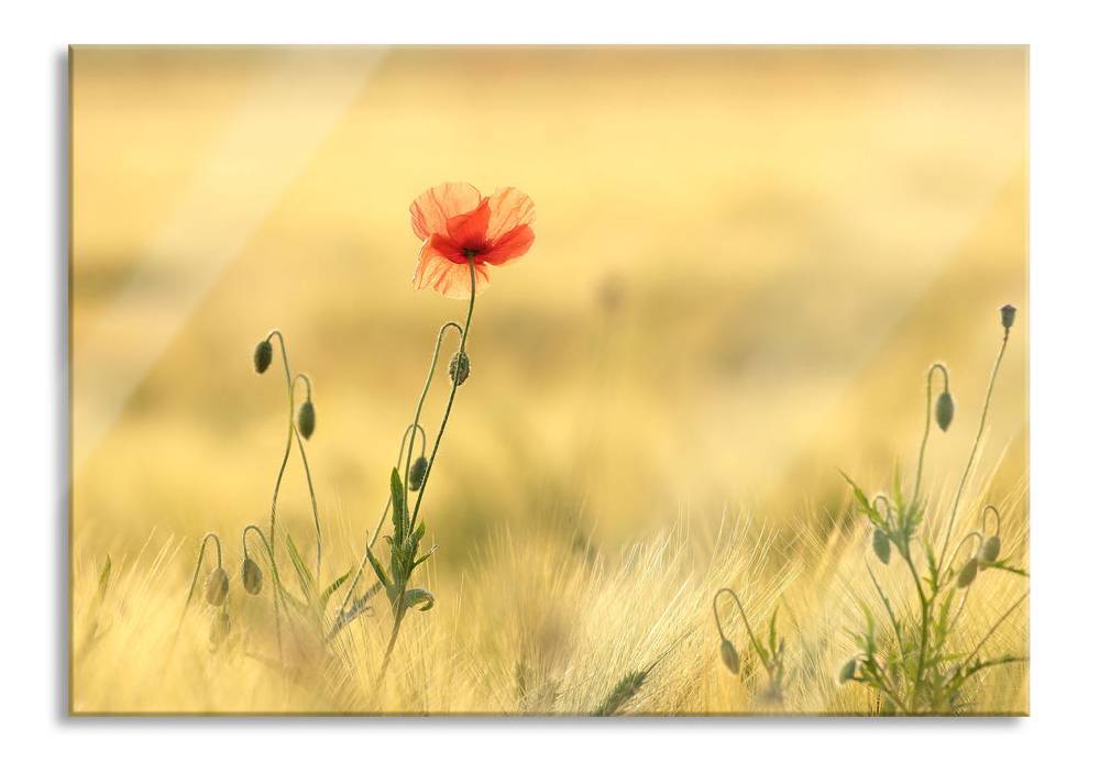 Pixxprint Wunderschöne Mohnblume im Feld, Glasbild Online Shopping