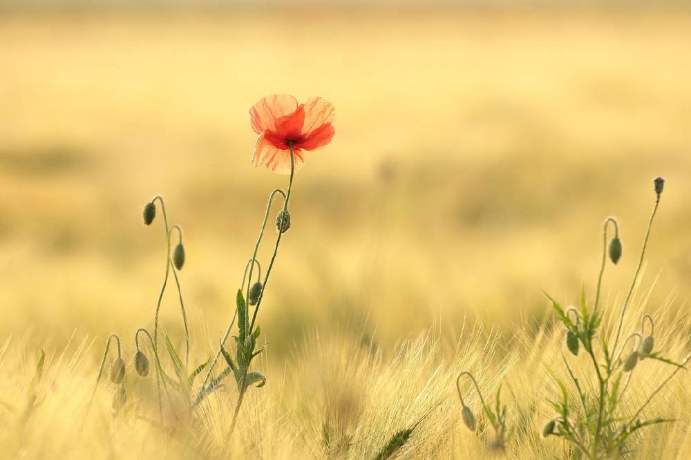 Pixxprint Wunderschöne Mohnblume im Feld, Glasbild Online Shopping