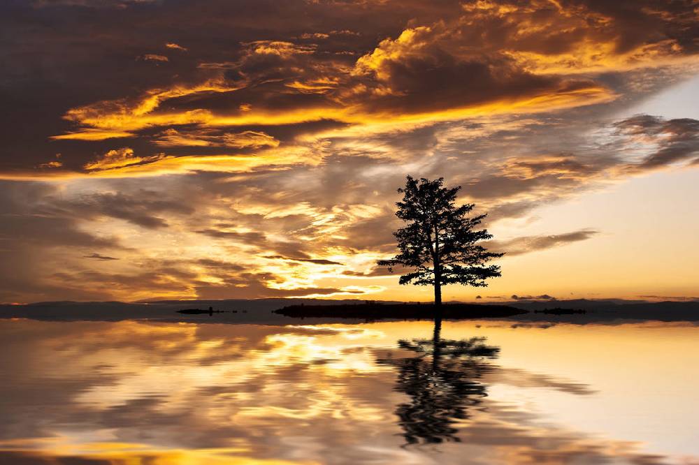 Pixxprint Einsamer Baum auf Insel, Glasbild Exklusivangebot