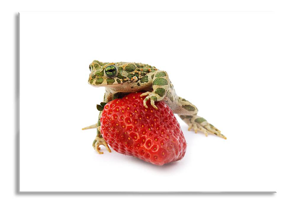 Pixxprint Kleiner Frosch sitzt auf Erdbeere, Glasbild Blitzangebot