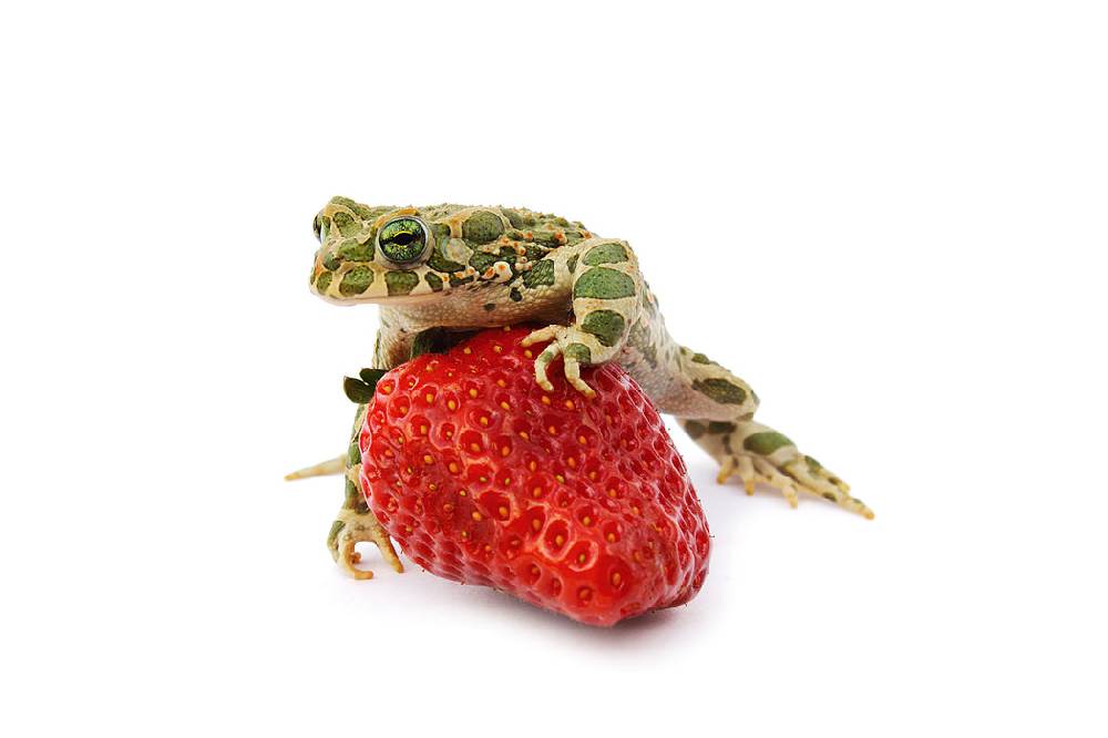 Pixxprint Kleiner Frosch sitzt auf Erdbeere, Glasbild Blitzangebot