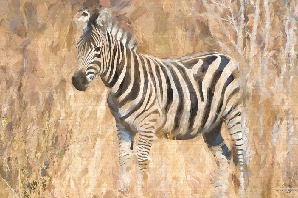 Pixxprint Anmutiges Zebra in Savanne, Glasbild Nur noch ein Tag übrig