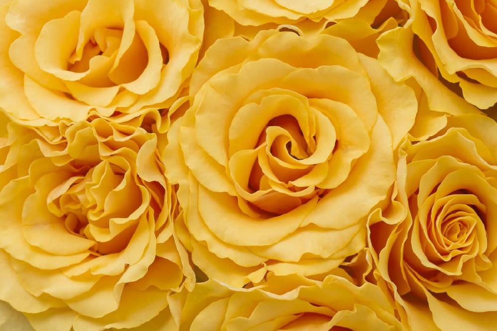 Pixxprint Wunderschöne gelbe Blüten, Glasbild Clearance-Verkauf