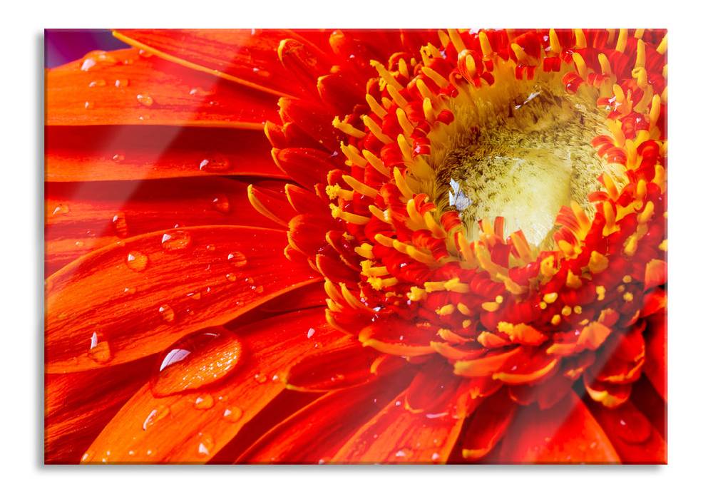 Pixxprint Wunderschöne Gerberablüte, Glasbild Im Verkauf